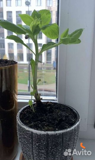 Мандрагора