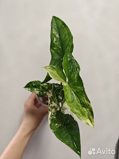 Сингониумы, сциндапсусы