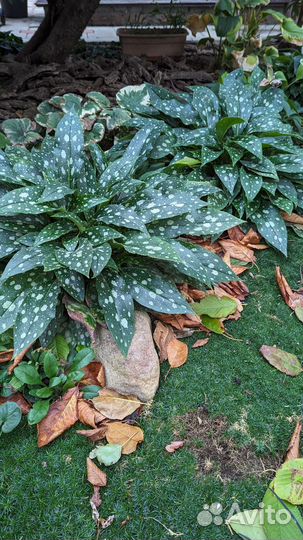 Медуница сахарная