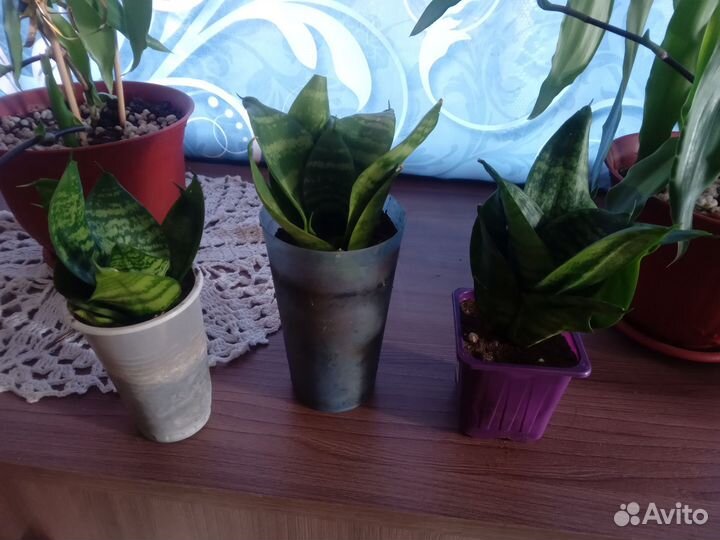 Сансевиерия