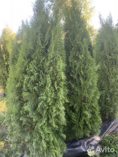 Туя смарагд