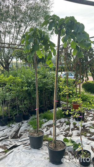 Дерево Вяз 2м+ высокий на штамбе