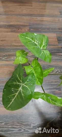 Сингониумы