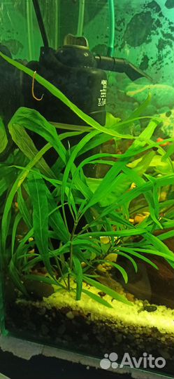 Аквариумные рыбки