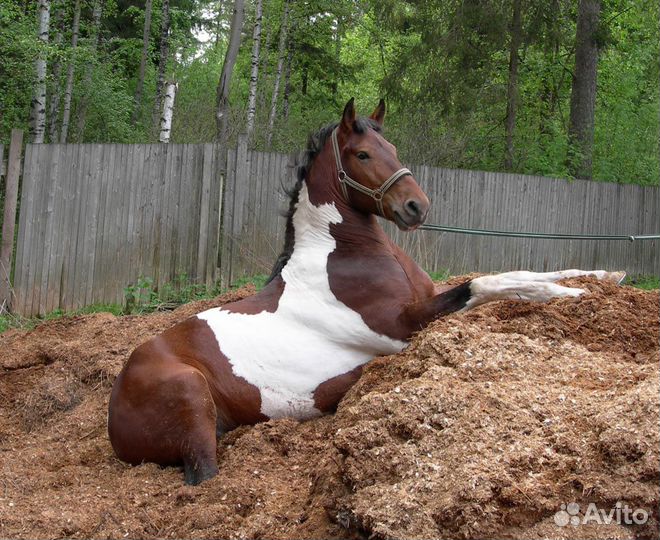 Конский навоз. Подстилка. Укрывной м-л, Компост