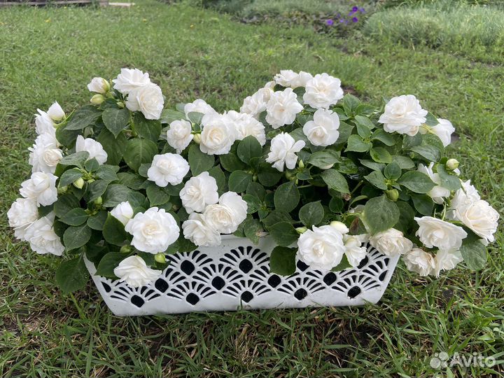 Бальзамин махровый