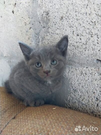 Котята в добрые руки бесплатно