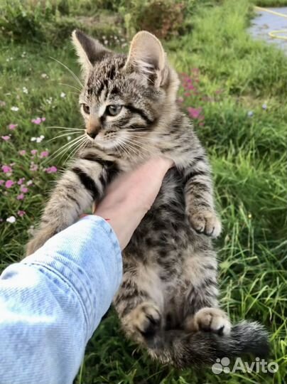 Мурчащий котенок (мальчик) в добрые руки