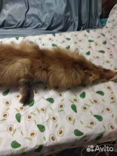 Шкурки лисы