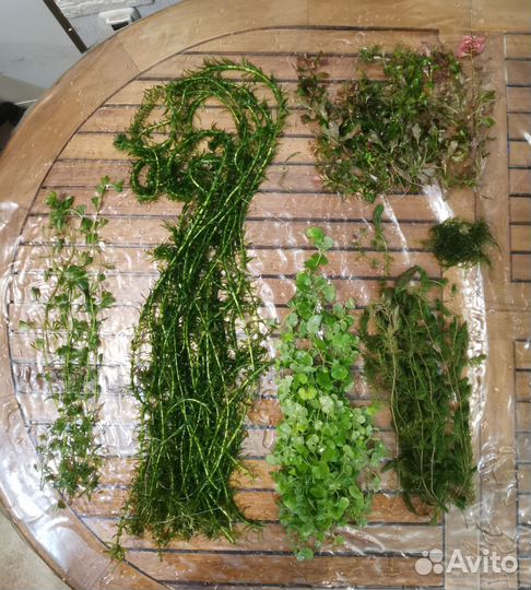 Растения для аквариума, рыбки