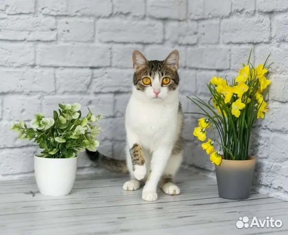 Кисуня Бьянка в добрые руки