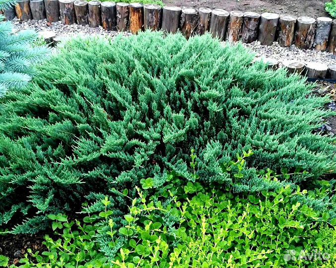 Можжевельник Блю чип