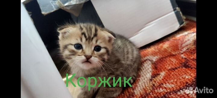 Котята в дар