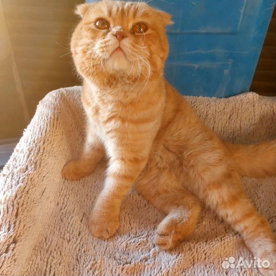 Шотландский вислоухий кот