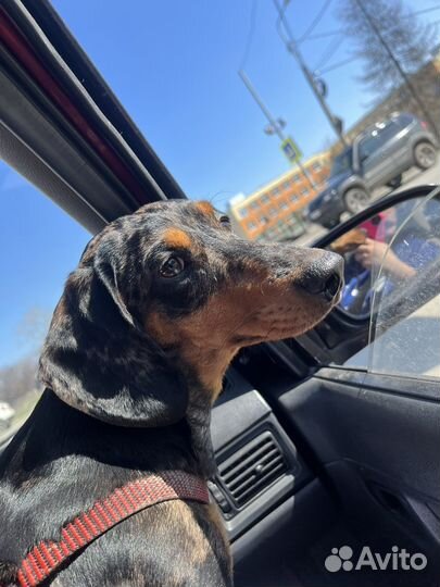 Предлагаем кобеля таксу на вязку