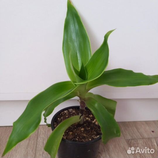 Каллизия душистая (золотой ус)