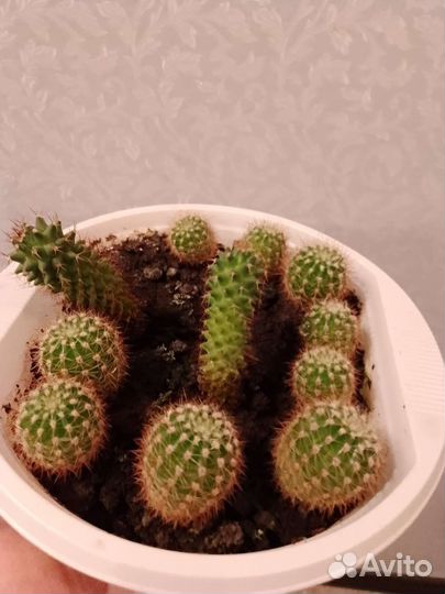 Стапелия,молочай