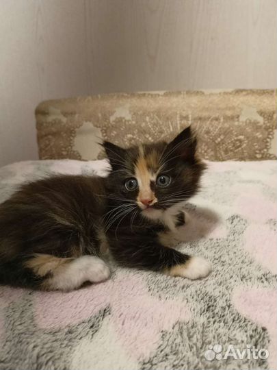 Котята