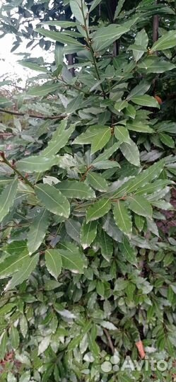 Лавровый лист