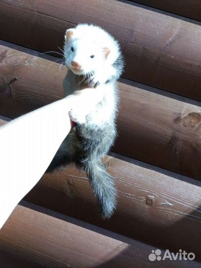 Хорек. Голубые глаза. Доставка