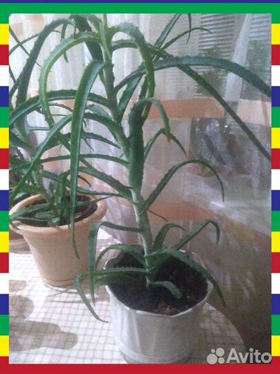 Алоэ столетник лечебный натуральный