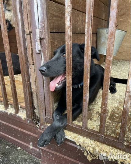 Красавец Бим ждёт своего хозяина