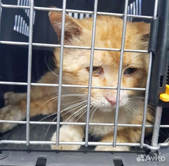 Рыжий бродяга в беде