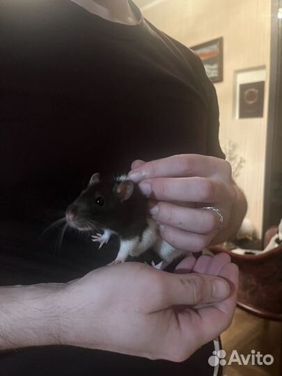 Крыса в добрые руки