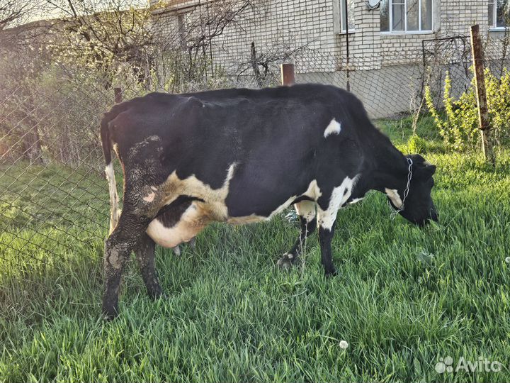 Корова дойная