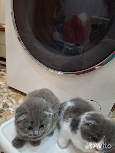 Шотландские вислоухие котята