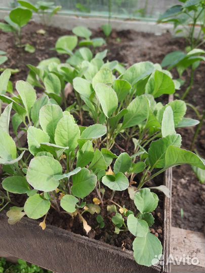 Рассада цветной капусты