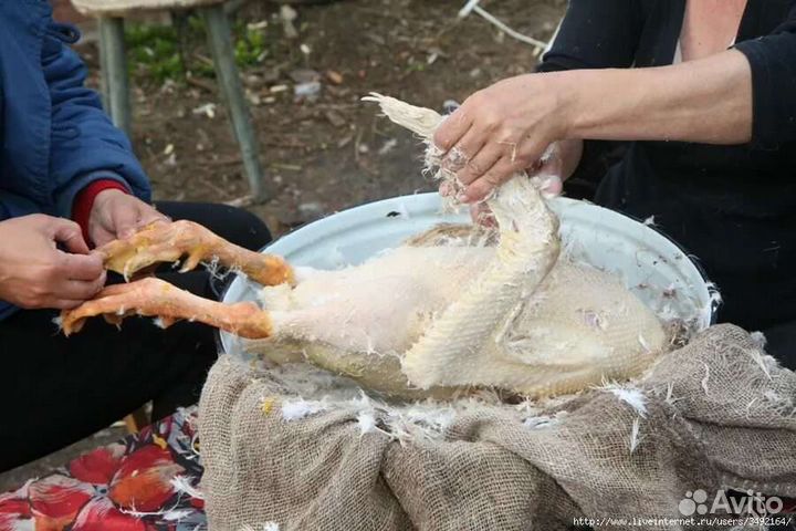 Ощипка домашней птицы