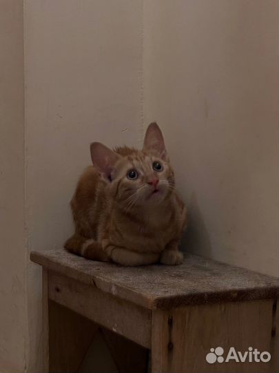 Котенок очень красивый даром