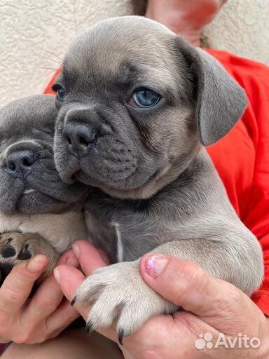 Французский бульдог голубой