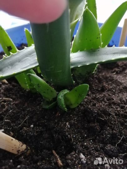 Алоэ столетник