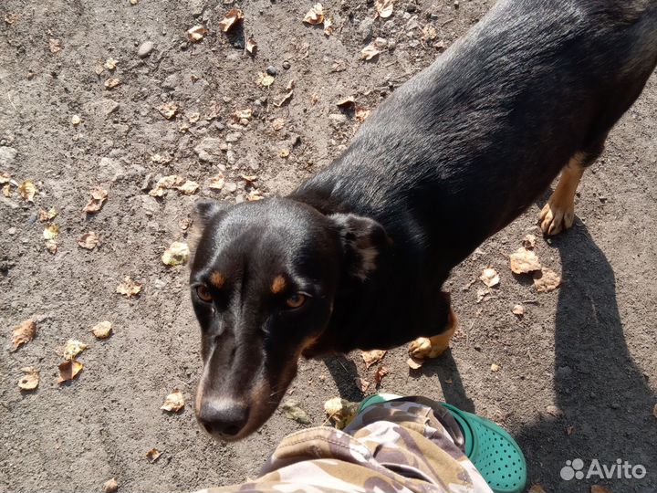 Дворовая собака