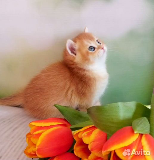 Британские котята золотая шиншилла