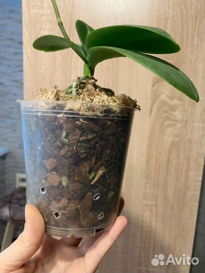 Венозный пелор от Joy орхидея фаленопсис