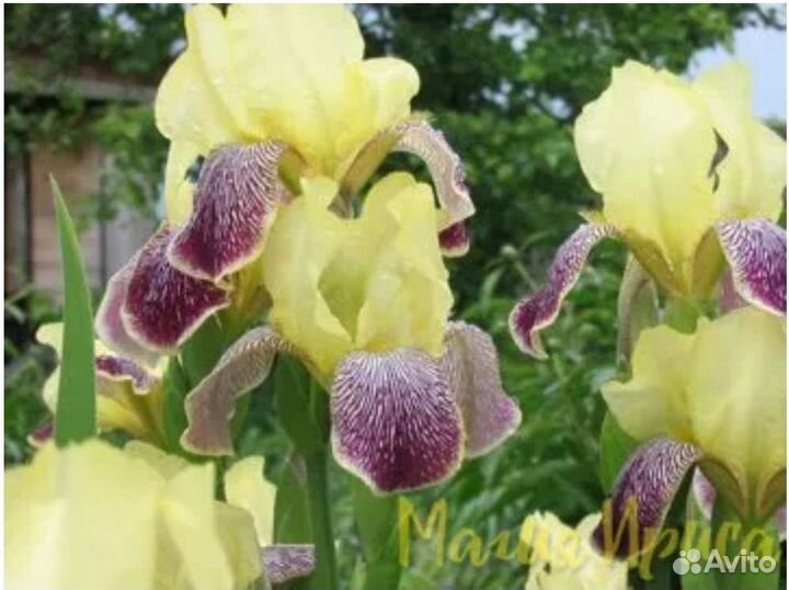 Ирисы, деленки; клематис белое облако