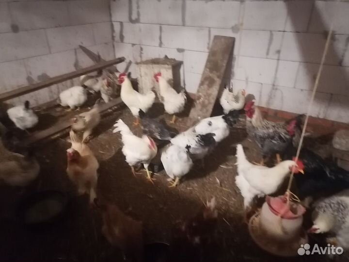 Молодые петухи