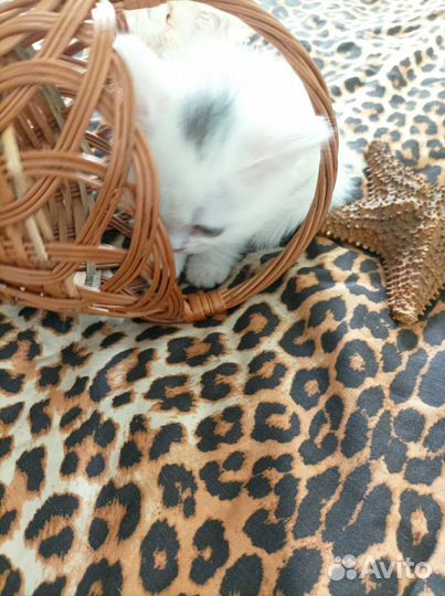 Британские котята серебристая шиншилла