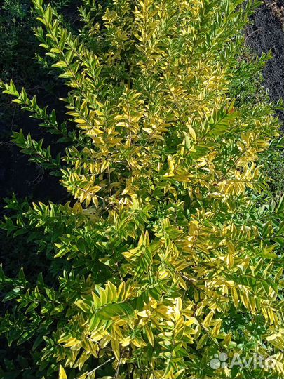 Саженцы окс декоративных кустарников