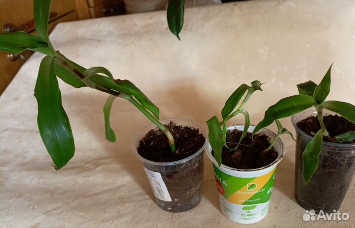 Золотой Ус, комнатный жень-шень