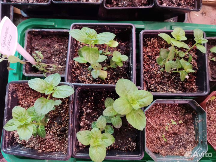 Укорененные черенки сортовой мяты