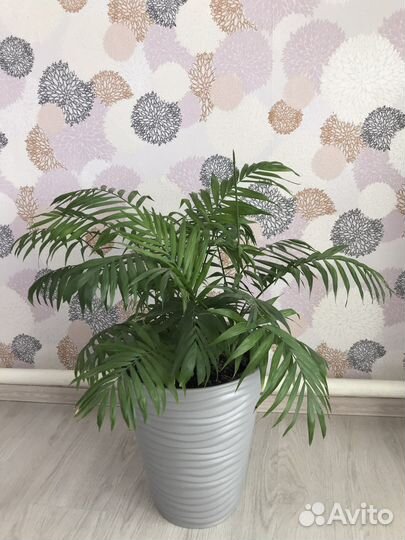 Пальма хамедорея