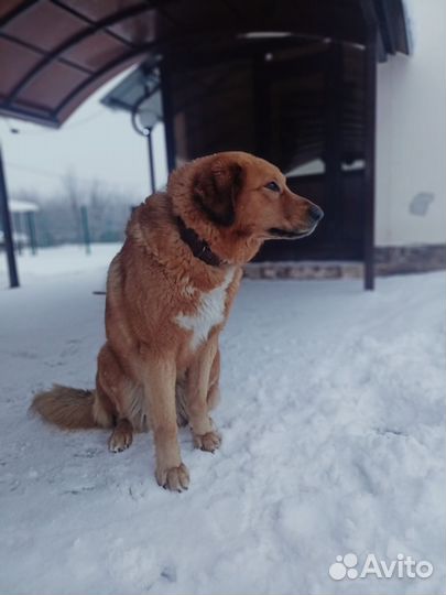 Щенки монгольский банхар