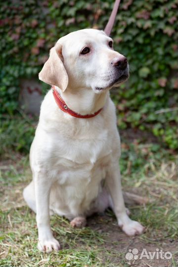 Лабрадор в добрые руки