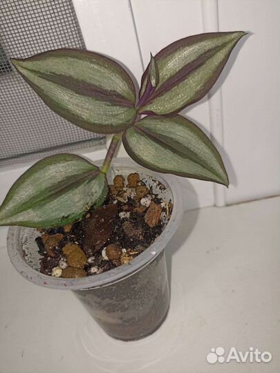 Сциндапсус марбл apple и традесканция зебрина