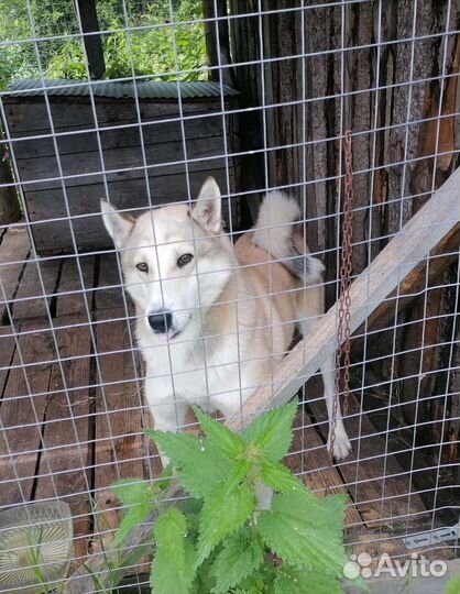Западно-сибирская лайка. Предлагаю для вязки