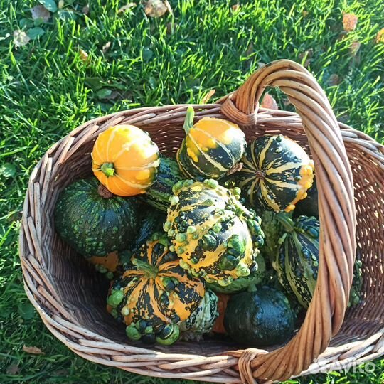 Тыква декоративная